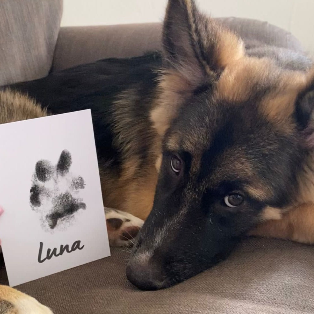 Large Paw Print Stamp